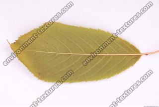 Photo Texture of Leaf 0079
